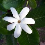 Blüte der Tiare zur Gewinnung von Tiare absolue 100%