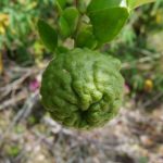 kaffern-limette-kafir-limette zur Gewinnung von Combava - Kaffirlimette bio (ätherisches Öl)