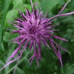 Liatris Spicata zur Herstellung von