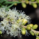 melaleuca-squarrosa-Niaouli zur Gewinnung von Niaouli Linalool Öl (Melaleuca quinquenervia ct. Linalool) aus Australien – Ätherisches Öl