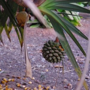 Pandanus-screw-pine zur Gewinnung von Kewra ätherisches Öl (Kewraöl)