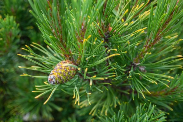 Schwarzkiefernzweig zur Gewinnung von Graukiefer (Pinus banksiana) ätherisches Öl