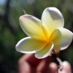 Tiare Blüte zur Herstellung von Tiare absolue 20% (Alkoholverdünnung)