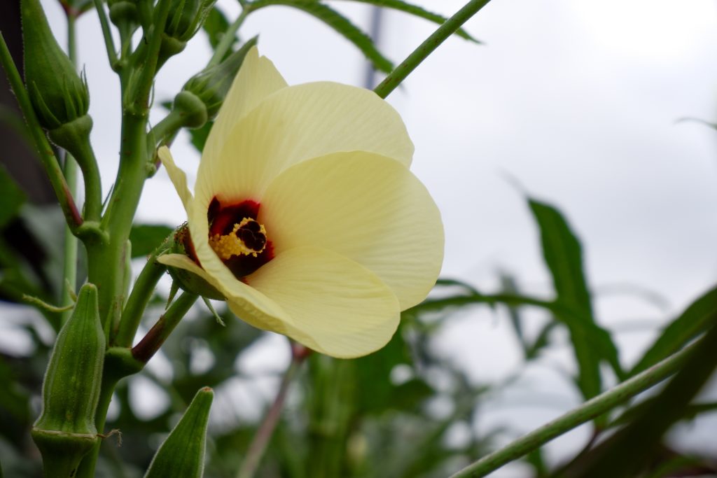 Hibiscus abelmoschus L. zur Herstellung von Moschuskörner absolue Alkoholverdünnung 20%