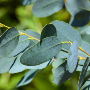 Eukalyptus - Blätter zur Gewinnung von Eukalyptusöl