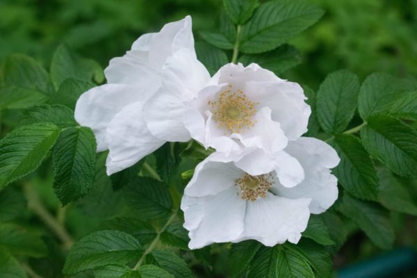 3 weiße Blüten - Rosa alba zur gewinnung von Rose weiß absolue (Rosa alba) bio