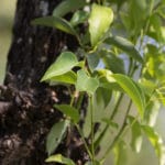 Zweig des Kapferbaumes zur Gewinnung von Kampfer (Campher) ätherisches Öl