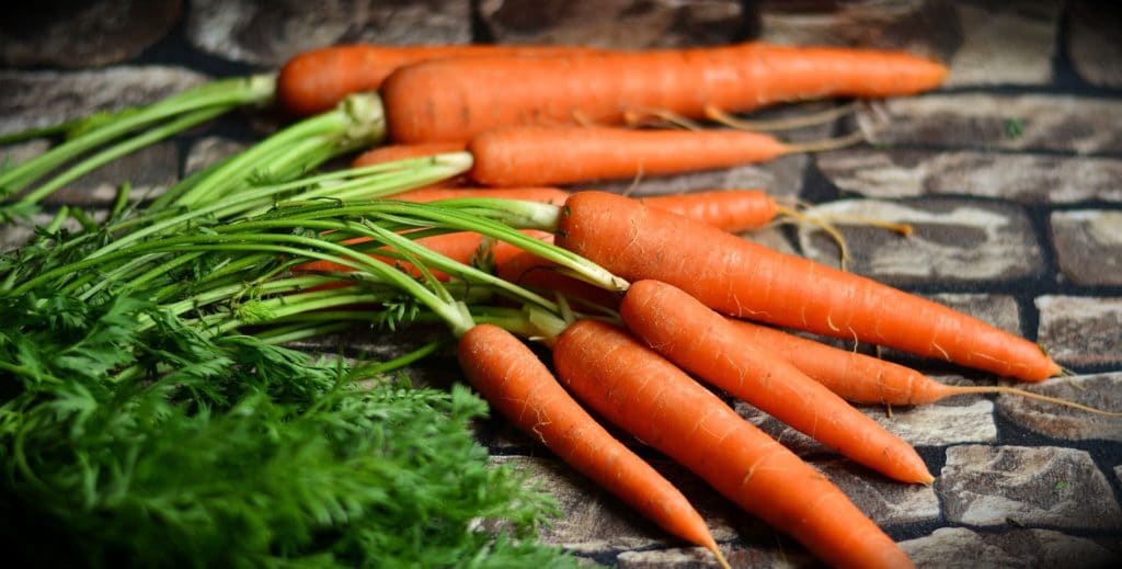 Karotten und Möhren mit Grün zur Gewinnung von Karottenwasser bio (Karottenhydrolat)