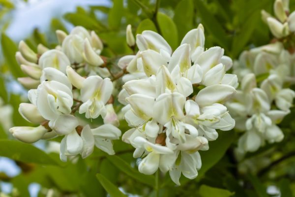Akazienblüten wild zur Herstellung von Akazienblüten (Acacia farnesiana) 40% Alkoholverdünnung