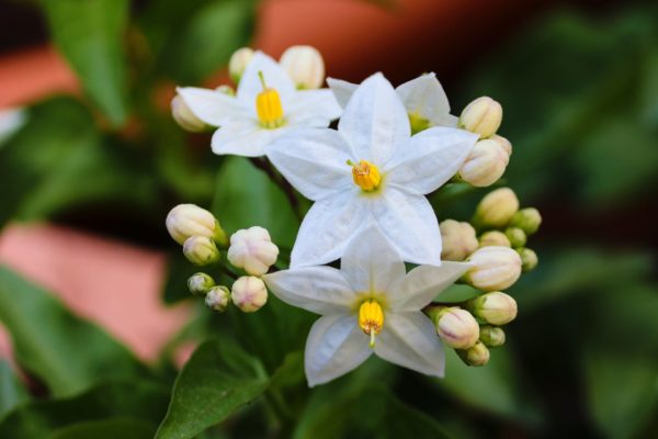 Jasminblüte zur Herstellung von Jasmin Grand Cru absolue 10% (Jojobaöl-Verdünnung)