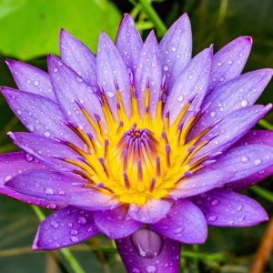 Lotusblüte zur Gewinnung von Lotus blau absolue 10% (Alkoholverdünnung)