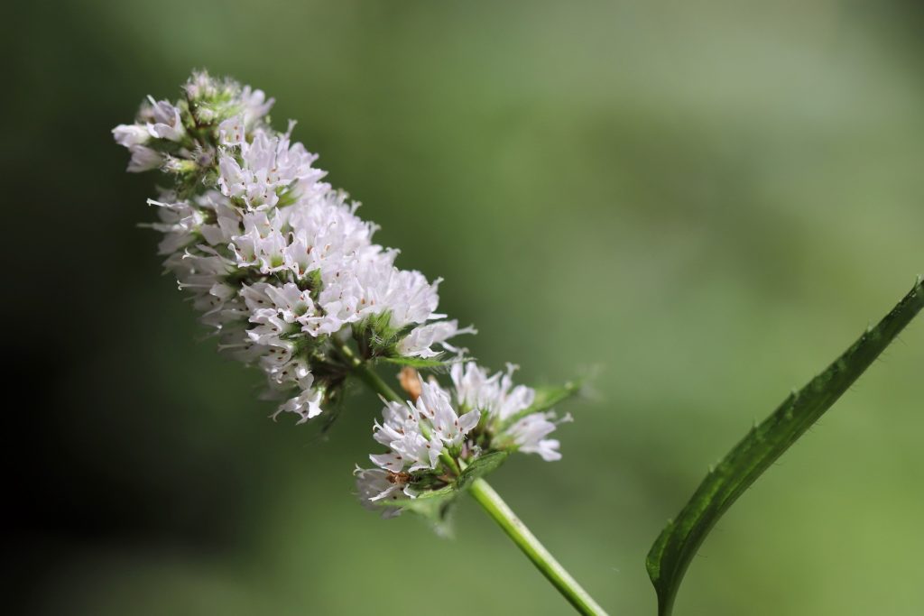 Minzblüte zur Gewinnung von Balm Mint Bush Öl - Prostanthero melissifolia (ätherisches Öl)