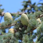 Zweig und Frucht der Riesentanne zur Gewinnung von Riesentanne bio - Abies grandis (ätherisches Öl)