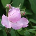 Rosa Damascena zur Herstellung von Rosenöl bio (Afghanistan) 10% Alkoholverdünnung