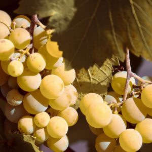 Weintraube weiss zur Gewinnung von Weinbeere weiß - Vitis vinifera (ätherisches Öl)