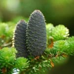 Zweig mit Frucht der Weißtanne (Abies alba) zur Gewinnung von Weißtannenöl bio (ätherisches Öl)