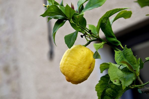 Aus den Blättern des Zitronenbaumes wird Petit Grain Zitrone (ätherisches Öl) gewonnen.