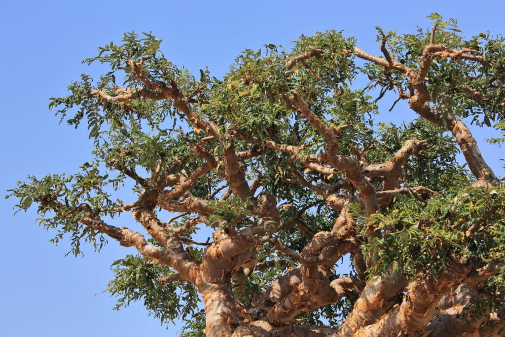 Weihrauchöl: Boswellia - frankincense treezur Gewinnung von Weihrauch bio (Boswellia carterii) ätherisches Öl