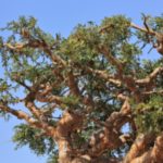 Weihrauchöl: Boswellia - frankincense treezur Gewinnung von Weihrauch bio (Boswellia carterii) ätherisches Öl
