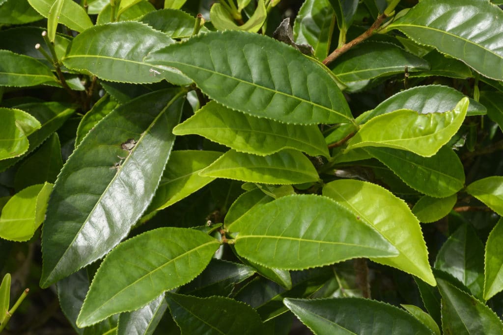 Blätter der camellia sinensis zur Herstellung von Tee schwarz Resinoid 50% (Alkoholverdünnung)