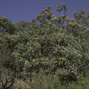 Baum von Virola oleifera (Vanillomopsis erythropappa)