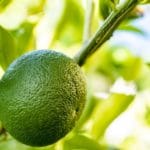 Bitter Orange grün zur Gewinnung von Petit Grain Bigarade Paraguay bio