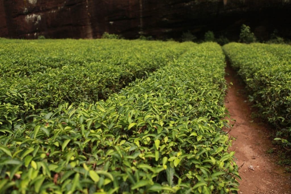 Teebaum Garten zur Gewinnung von Zitronenduft Teebaum bio (ätherisches Öl)