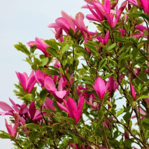 Tulpenbaum zur Gewinnung von Tulpenbaum Absolue 50% (Alkoholverdünnung)