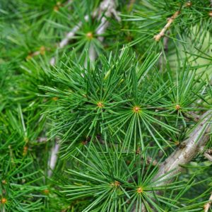 Zeder Zweig zur Gewinnung von Zedernholz Atlas Zweige bio (ätherisches Öl)