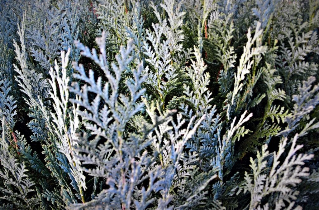 weiße Zypressenblätter zur Gewinnung von Zypresse weiß Blätter (ätherisches Öl)