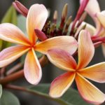 Blüten des Frangipani Baumes zur Gewinnung von Frangipani Absolue 20% (Alkoholverdünnung)