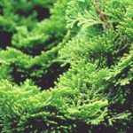 japanische Hinoki-Scheinzypresse zur Gewinnung von Hinoki Holz (ätherisches Öl)