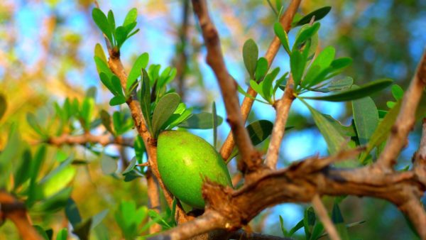 Arganfrucht zur Gewinnung von Argan Öl bio nativ
