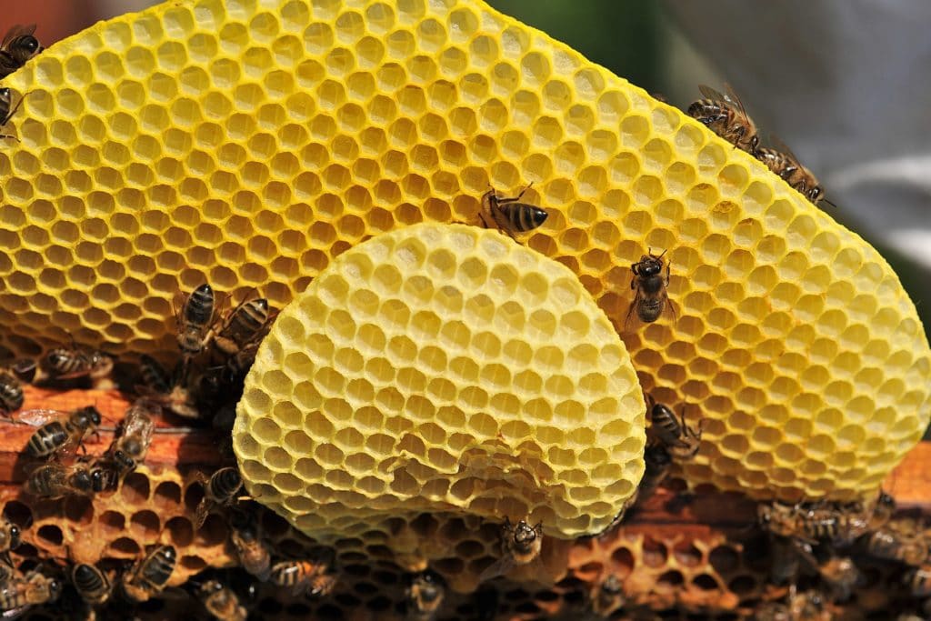 Bienen und Wachs zur Gewinnung von Bienenwachs gelb bio
