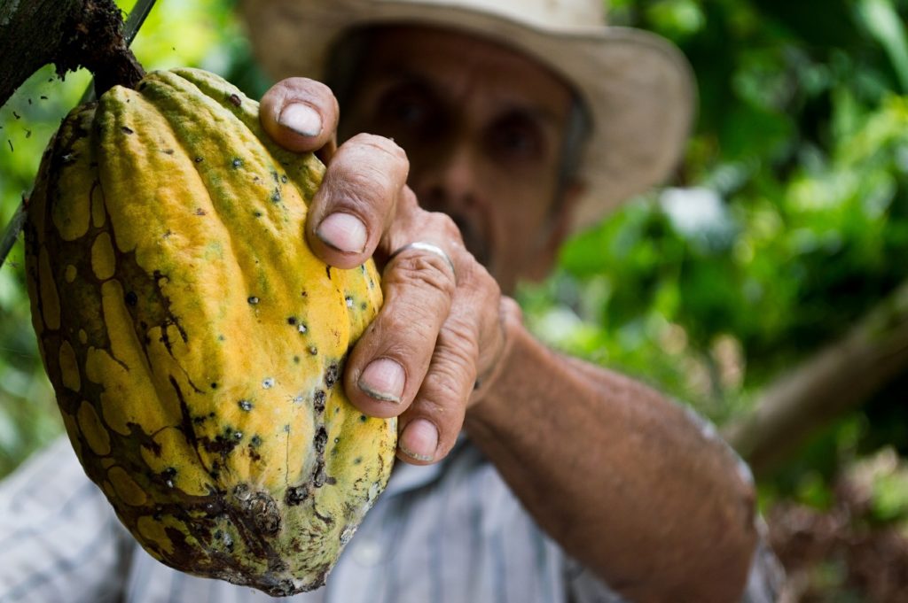 Kakao Bohne zur Gewinnung von Kakao absolue bio 100%