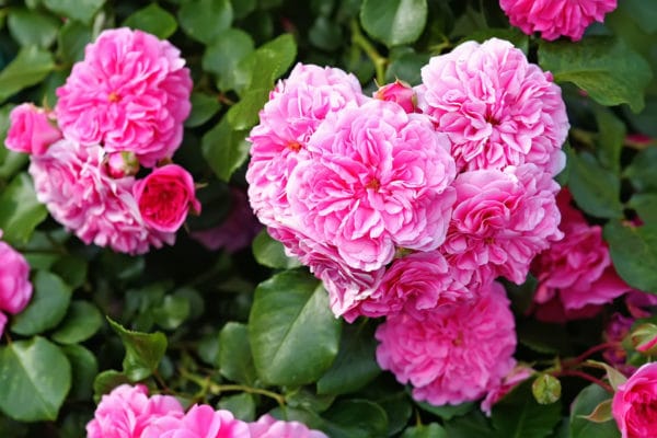 Rose de Mai - centifolia roses zur Gewinnung von Mairose absolue 100% (ätherisches Öl)