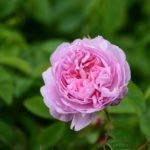 Mairose zur Gewinnung von Mairose absolue (Alkoholverdünnung) 20%