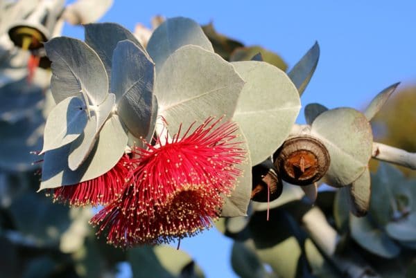blühender_eucalyptus zur Gewinnung von Eukalyptus dives ct. cineol