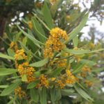Kanukabaum in Blüte zur Gewinnung von Kanuka Öl - Kunzea ericoides (ätherisches Öl)