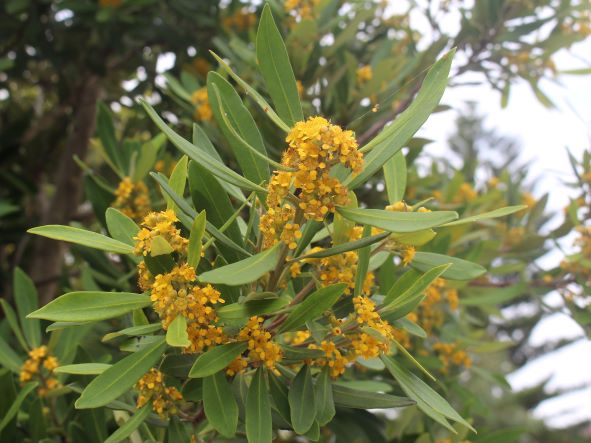 Kanukabaum in Blüte zur Gewinnung von Kanuka Öl - Kunzea ericoides (ätherisches Öl)