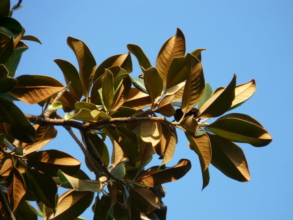 Magnolienbaumblätter zur Gewinnung von Magnolienblätter (ätherisches Öl)