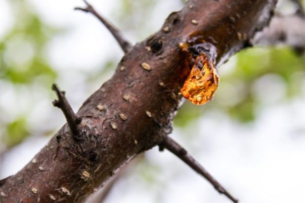 Harztropfen am Baum zur Gewinnung von Myrrhe (ätherisches Öl) Commiphora myrrha