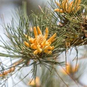 Pinus Ponderosa Patagonienkiefer Gelbkiefer Goldkiefer zur Gewinnung von