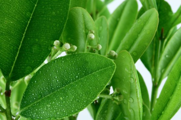 Ravensara aromatica Blätter zur Gewinnung von Ravensara aromatica bio (ätherisches Öl)