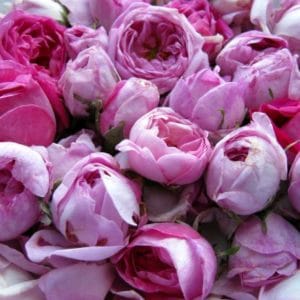 frisch gepflückte Rosa damascena zur Herstellung von Rosenöl bio (Türkei) 10% Jojobaöl-Verdünnung