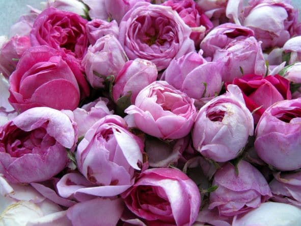 frisch gepflückte Rosa damascena zur Herstellung von Rosenöl bio (Türkei) Jojobaöl-Verdünnung 10%