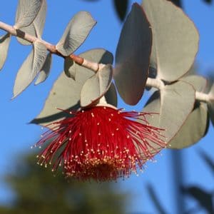 Eukalyptus mit Blüte zur Gewinnung von Eukalyptusöl smithii bio