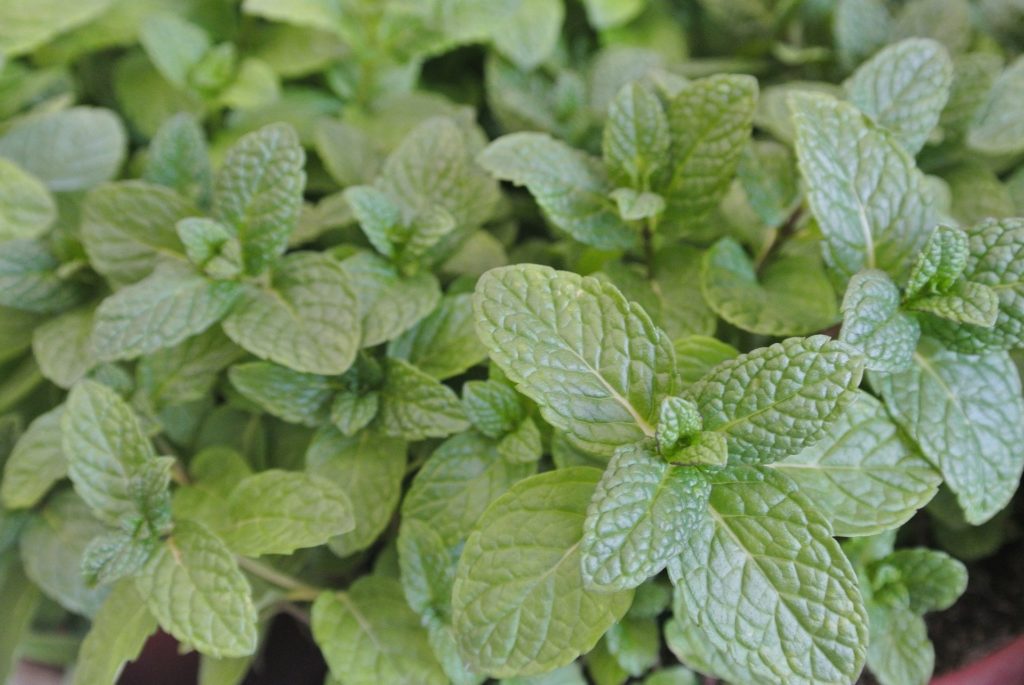 Mentha piperita zur Gewinnung von Nana Minze bio (ätherisches Öl)