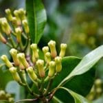 Gewürznelke mit grünen Blättern zur Gewinnung von Nelkenblätter Öl bio (Eugenia caryophyllus) aus Indonesien – Ätherisches Öl