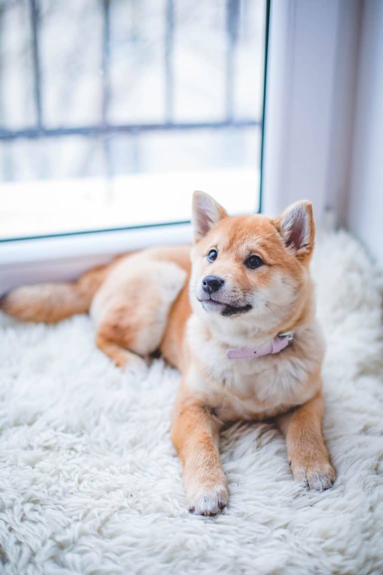 Aromatherapie für Hunde